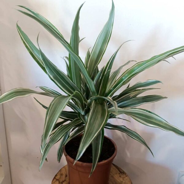 Dracaena Warneckii Dracaena Warneckii