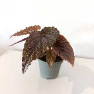Begonia maculata Pink Spot