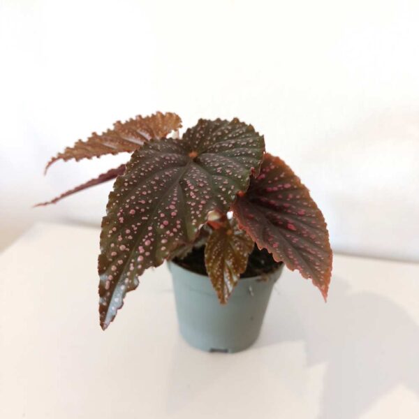 Begonia maculata Pink Spot