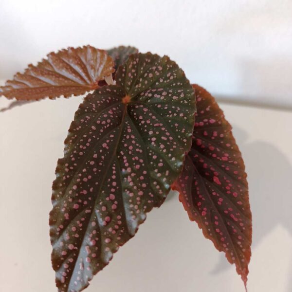 Begonia maculata Pink Spot Begonia maculata Pink Spot