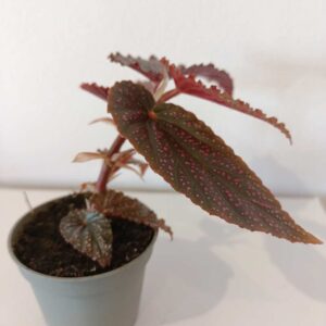 Begonia maculata Pink Spot