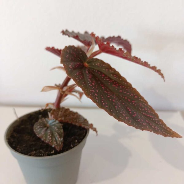 Begonia maculata Pink Spot