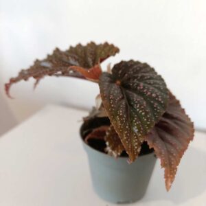 Begonia maculata Pink Spot