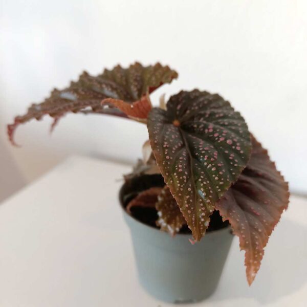Begonia maculata Pink Spot