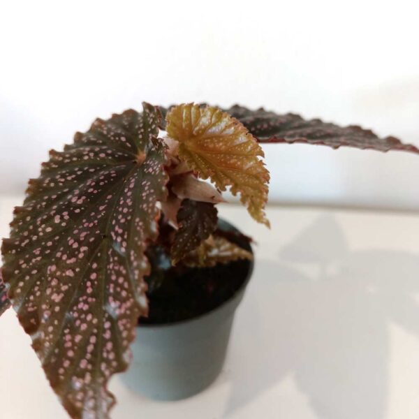 Begonia maculata Pink Spot