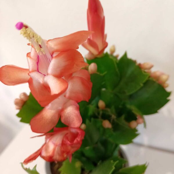 Schlumbergera Thor Olivia Schlumbergera Thor Olivia
