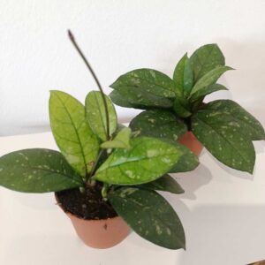 Hoya Crassipetiolata Splash