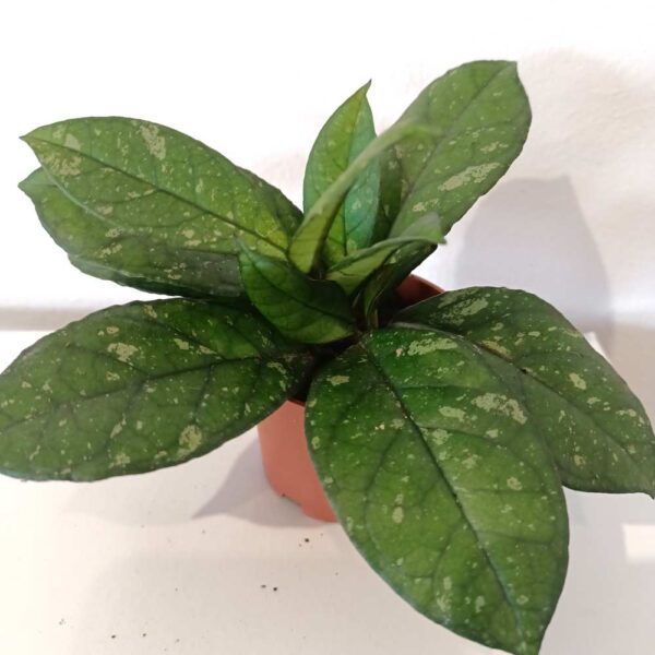 Hoya Crassipetiolata Splash