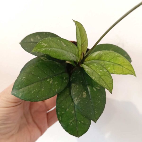 Hoya Crassipetiolata Splash Hoya Crassipetiolata Splash