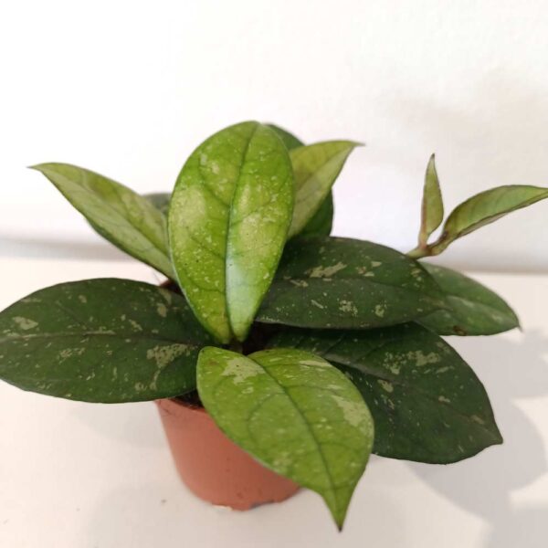 Hoya Crassipetiolata Splash