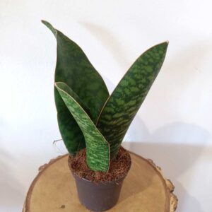 Sansevieria Big Leaf