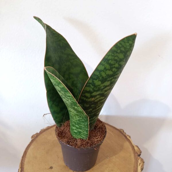 Sansevieria Big Leaf