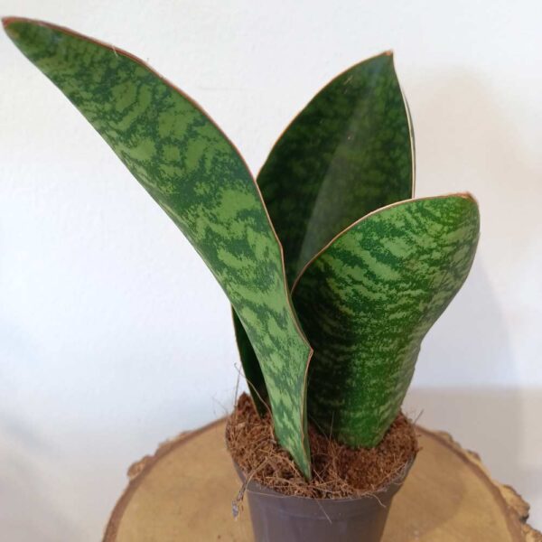 Sansevieria Big Leaf Sansevieria Big Leaf