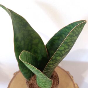 Sansevieria Big Leaf