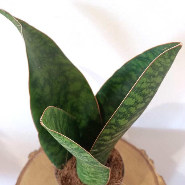 Sansevieria Big Leaf