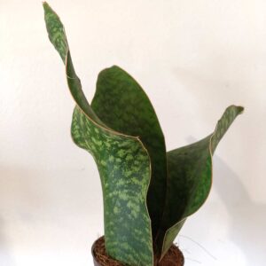 Sansevieria Big Leaf