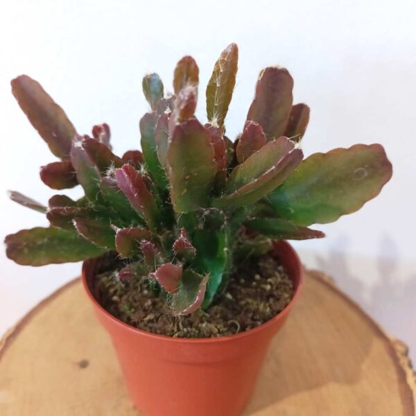 Rhipsalis Agudoensis Rhipsalis Agudoensis