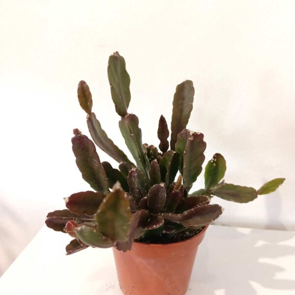Rhipsalis Agudoensis