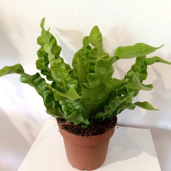Asplenium nidus Crispy Wave Asplenium nidus Crispy Wave
