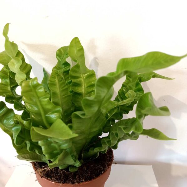 Asplenium nidus Crispy Wave