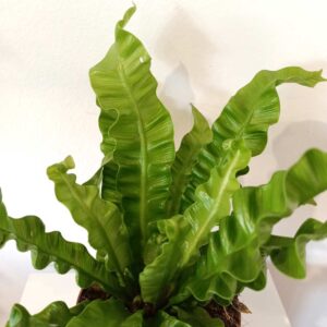 Asplenium nidus Crispy Wave