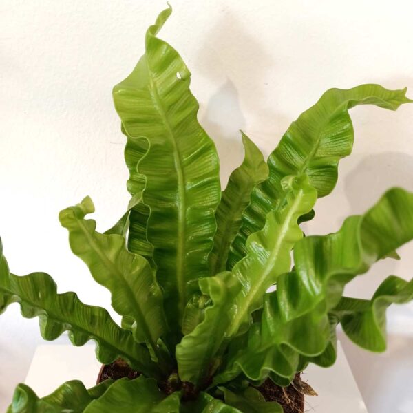 Asplenium nidus Crispy Wave