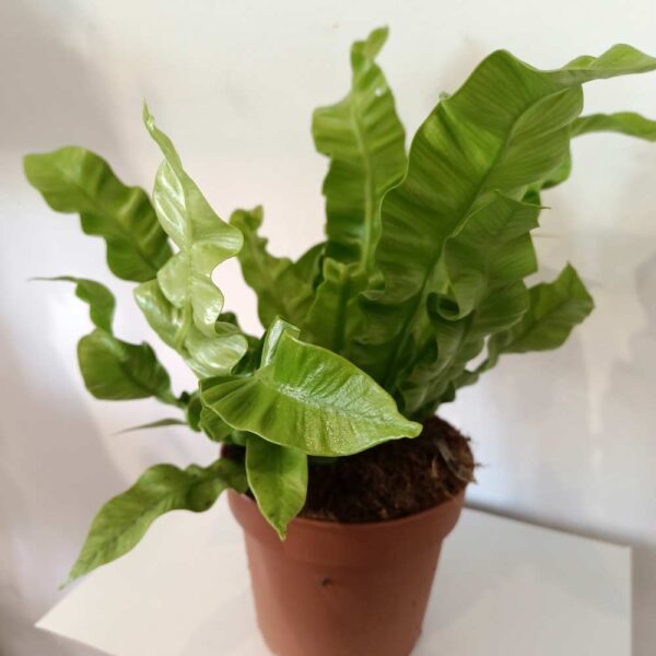 Asplenium nidus Crispy Wave