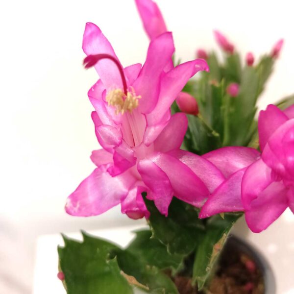 Schlumbergera Anapolis Pink Schlumbergera Anapolis Pink