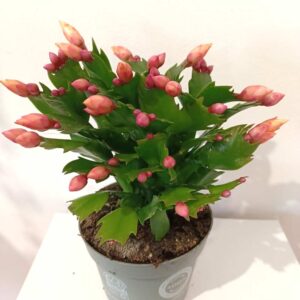 Schlumbergera