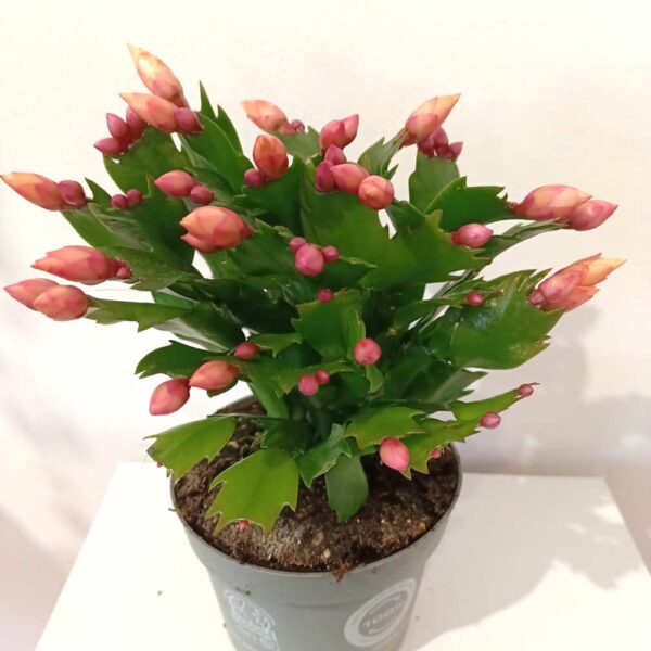 Schlumbergera