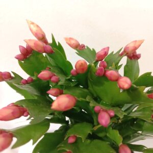 Schlumbergera