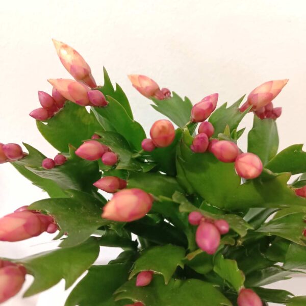 Schlumbergera