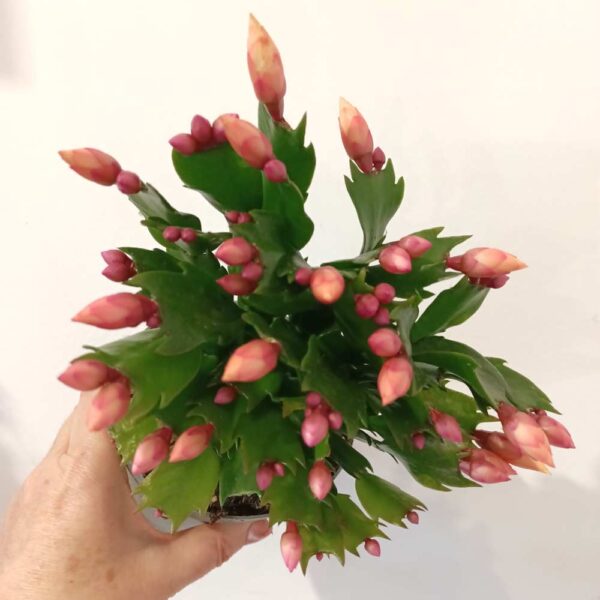 Schlumbergera