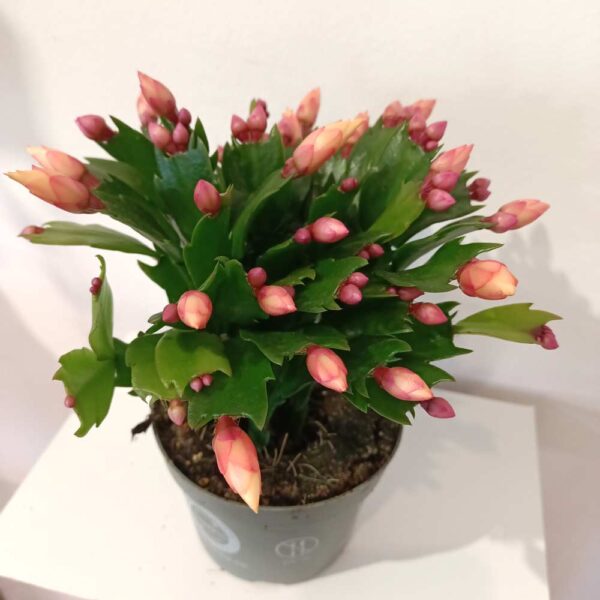 Schlumbergera