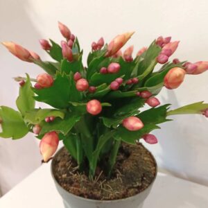 Schlumbergera