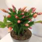 Schlumbergera