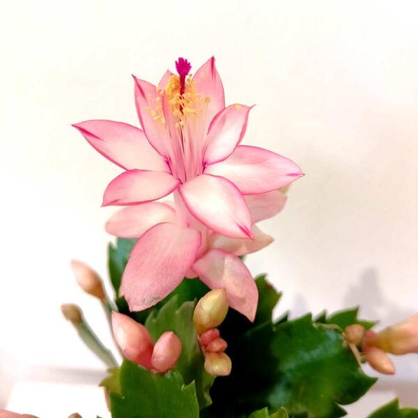 Schlumbergera Schlumbergera
