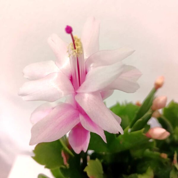 Schlumbergera Schlumbergera