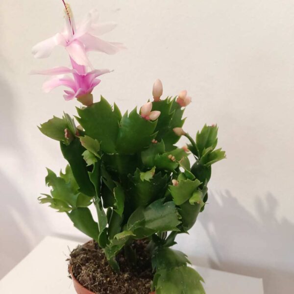 Schlumbergera