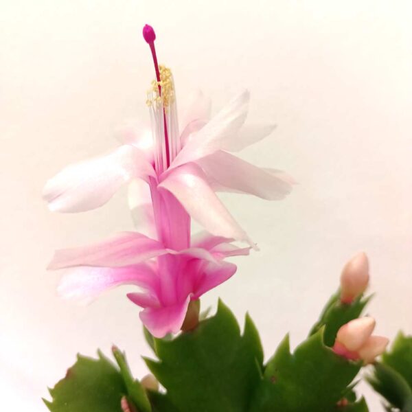 Schlumbergera