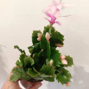 Schlumbergera