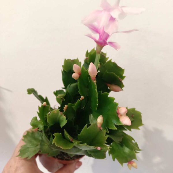 Schlumbergera