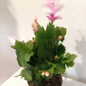 Schlumbergera