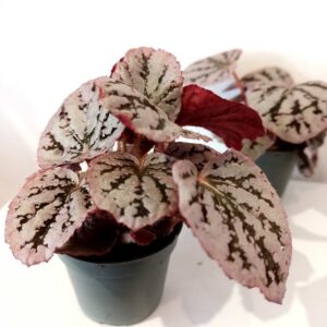 Begonia rex Chayo