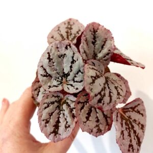 Begonia rex Chayo