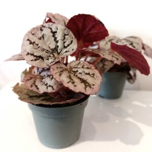 Begonia rex Chayo
