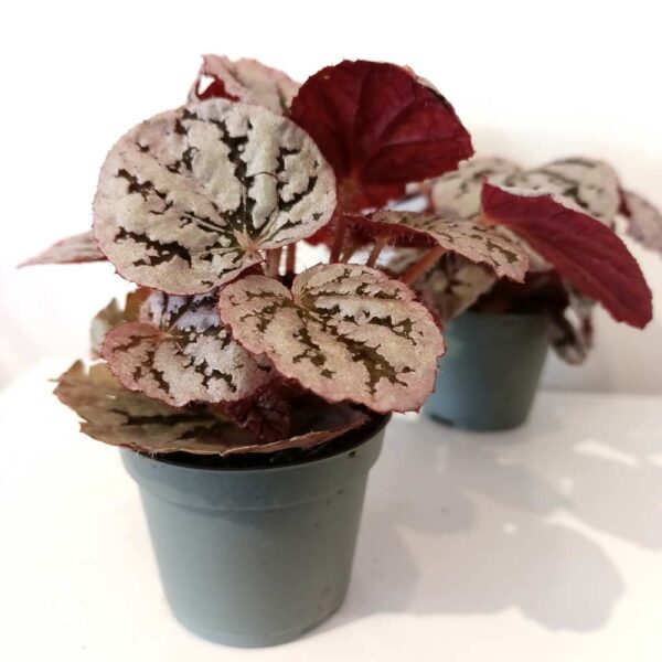 Begonia rex Chayo