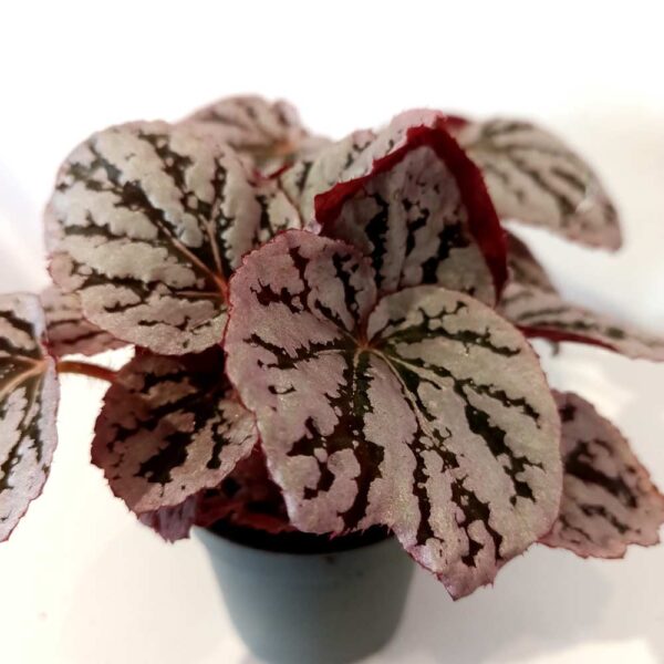 Begonia rex Chayo