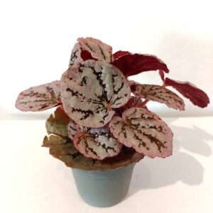 Begonia rex Chayo