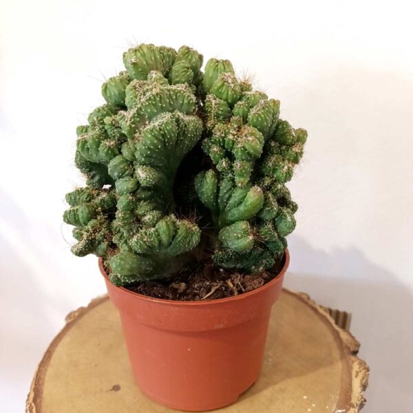 Cereus peruvianus Monstrose